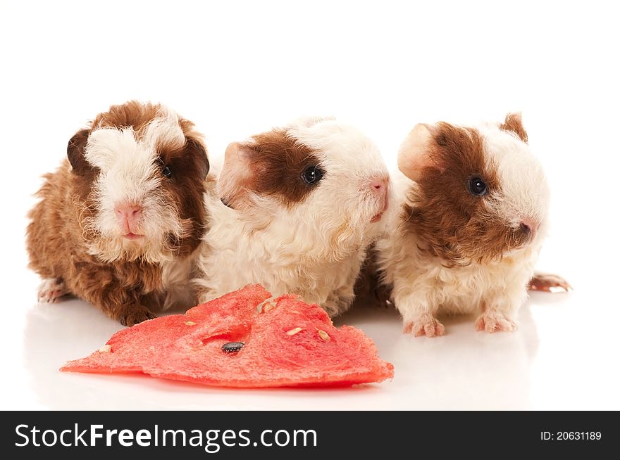 Guinea pigs isolated on the white background. texel. Guinea pigs isolated on the white background. texel