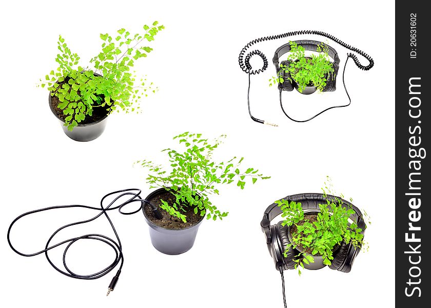 Set of photos that embody the concept of music and life. Decorative plant in headphones. Plant with mini jack wire and connector.