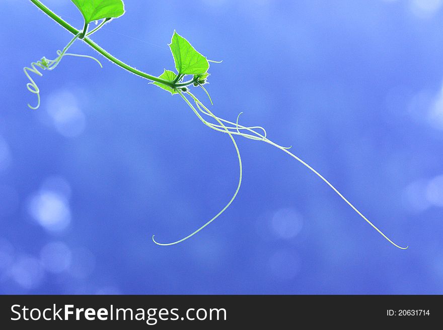 Isolated leaf and cane with blue background