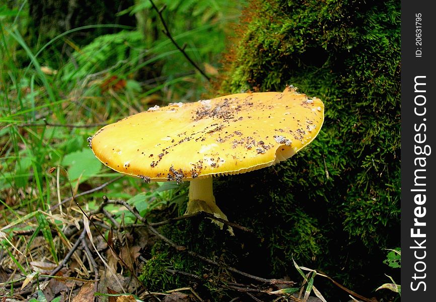 On this photo you can see an orange fly-agaric.