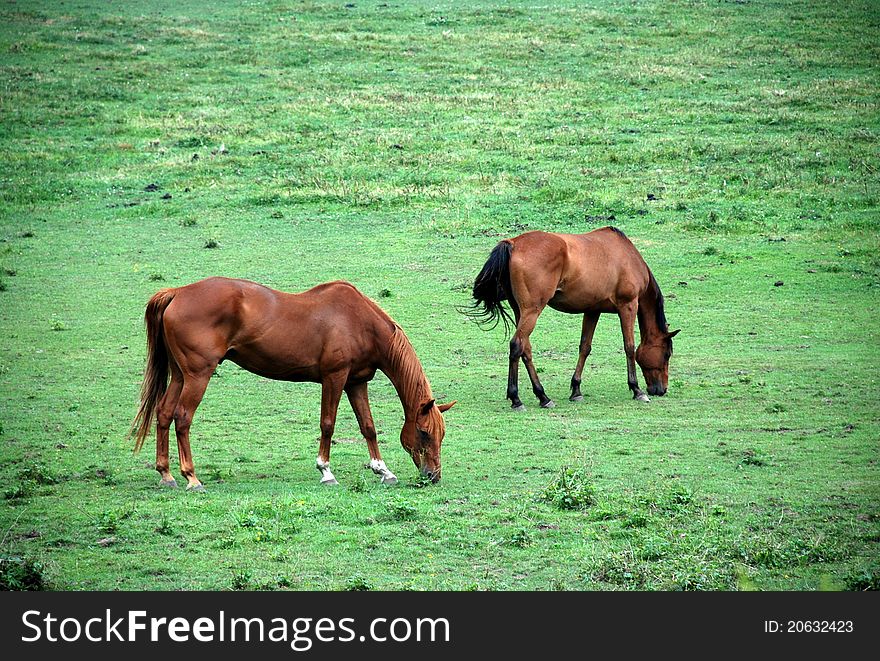 Village horses during lunch time