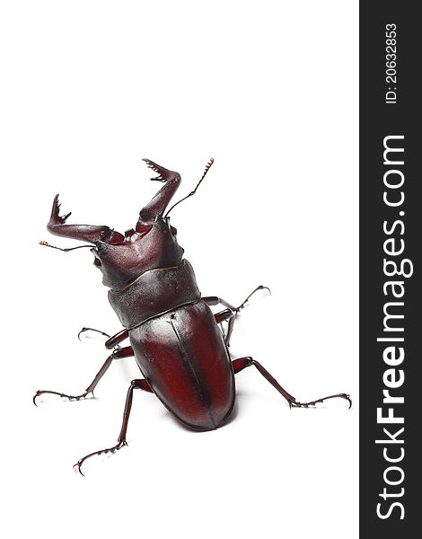 Stag Beetle