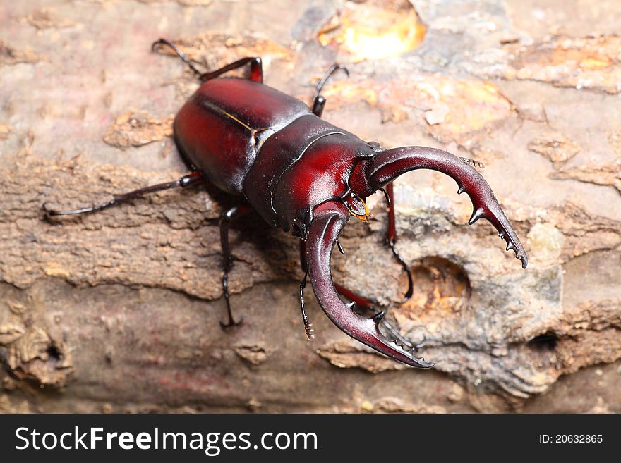 Stag beetle on sawtooth oak, caught in Japan