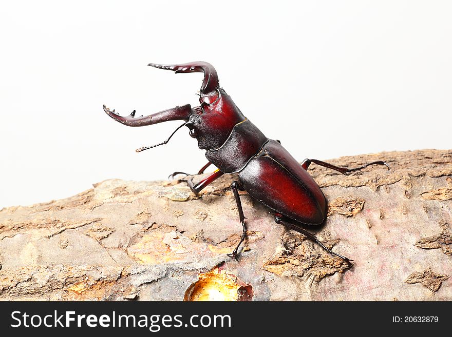 Stag beetle on sawtooth oak,
caught in Japan