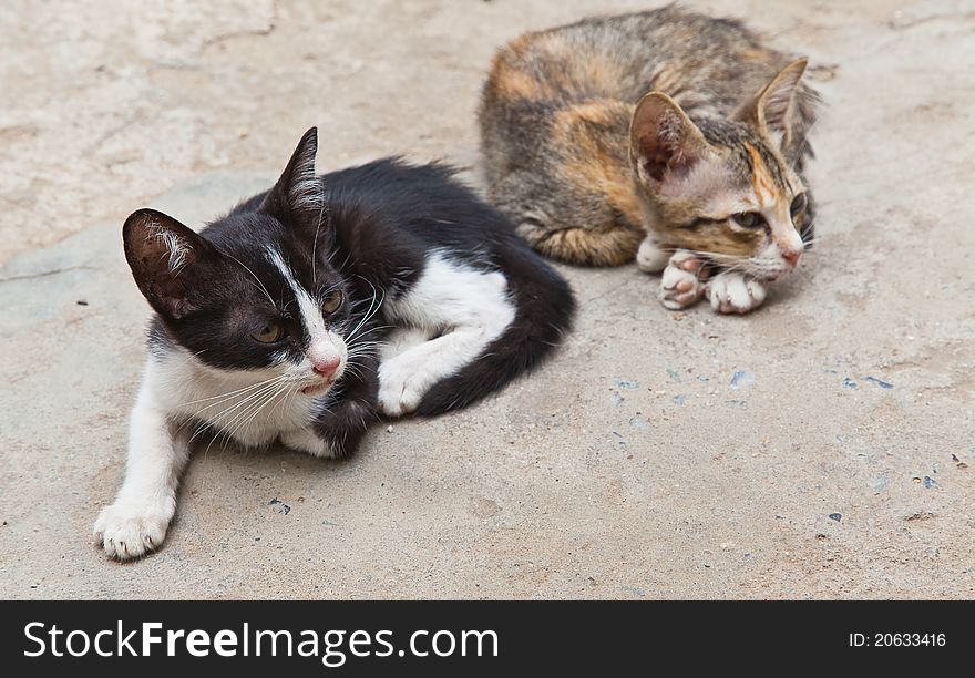 Two small cute kitten sitting