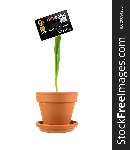 A flowering credit card in a clay pot isolated against a white background. A flowering credit card in a clay pot isolated against a white background