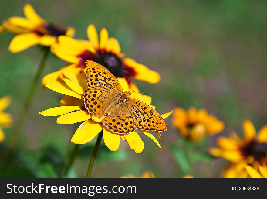 Butterfly feeding on a flower. Butterfly feeding on a flower