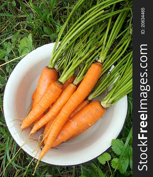 Fresh carrots in the bowl