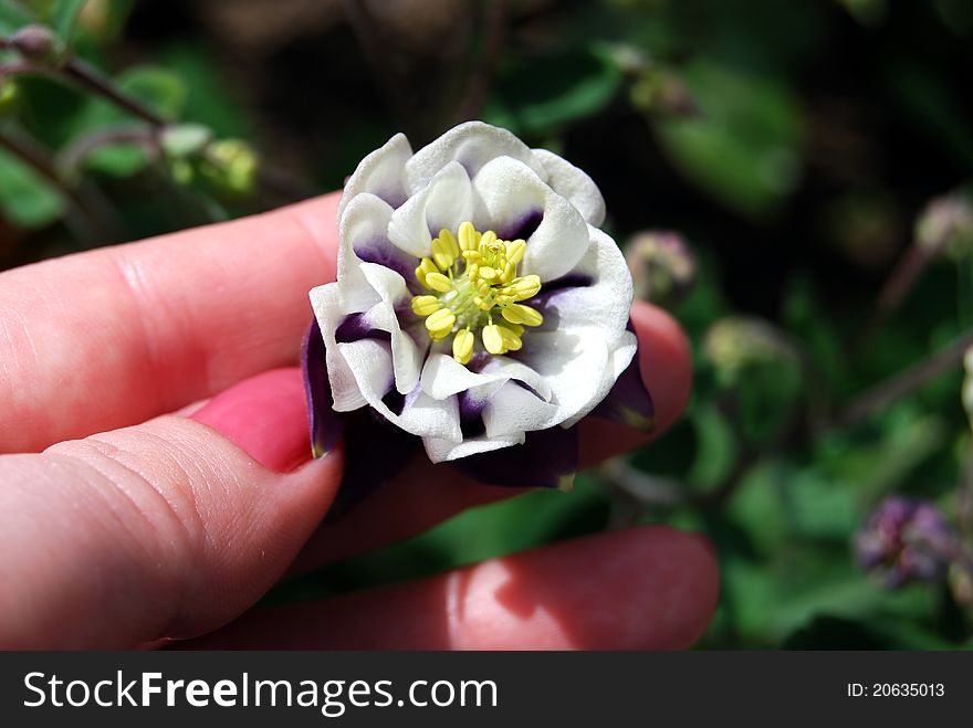 One plant in female hands in the garden