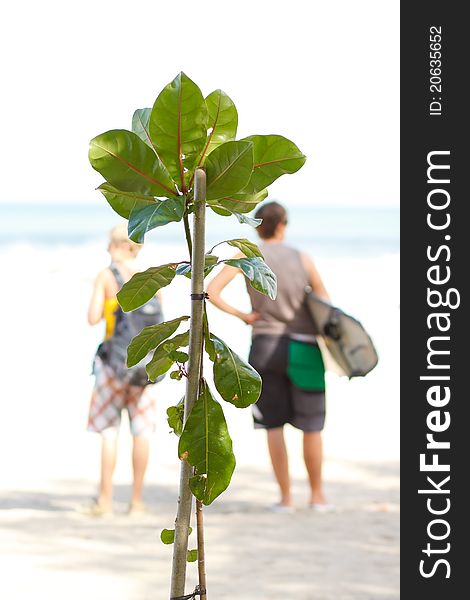 Young tree newly planted on tropical beach. Young tree newly planted on tropical beach