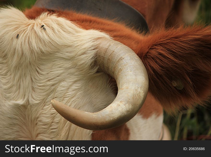 Cow and horn