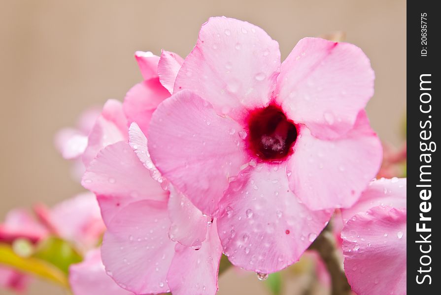 Floral background. Tropical flower Pink Adenium.