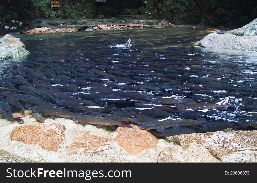 Mahseer Barb or Neolissochilus stracheyi in Cyprinidae at water fall in National Park,Chantaburi,Thailand.