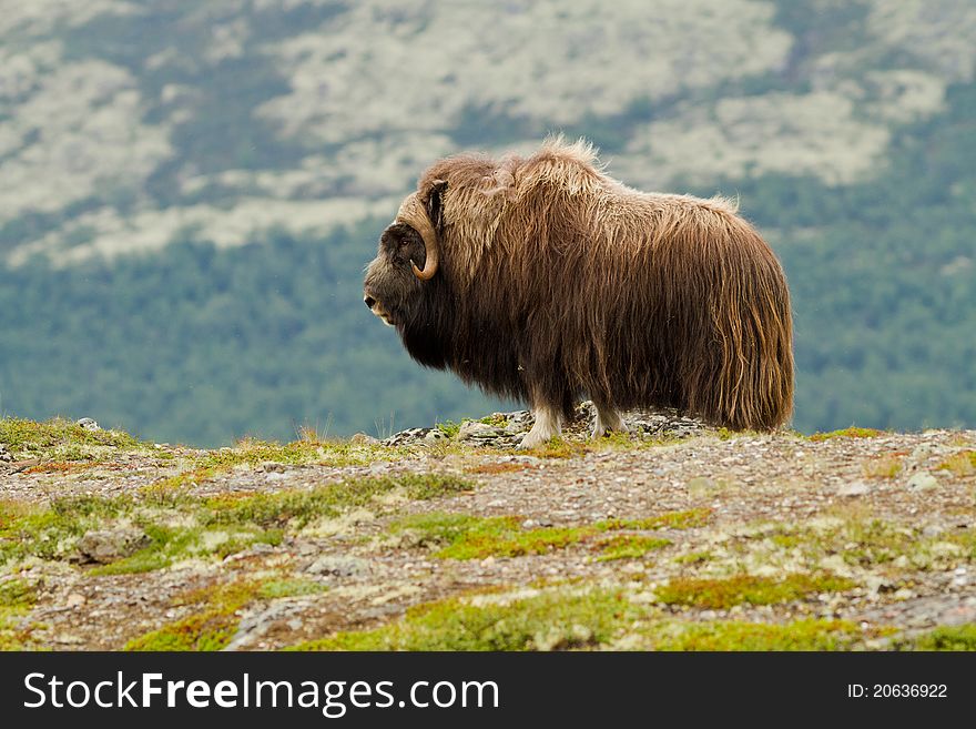 The muskox from Dovrefjell (Norway)