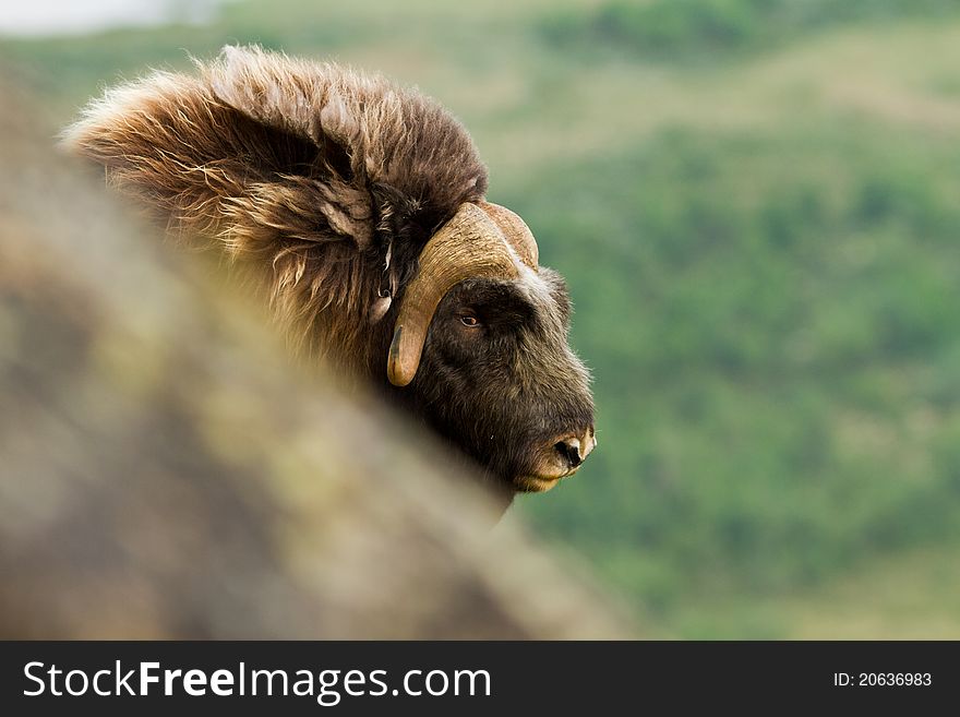 The muskox from Dovrefjell (Norway)