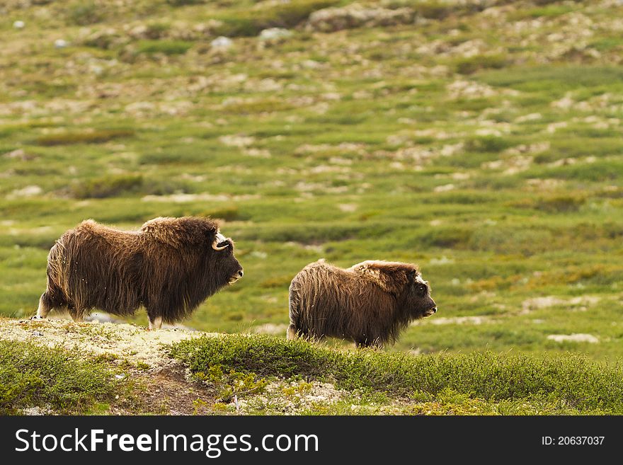 The muskox from Dovrefjell (Norway)