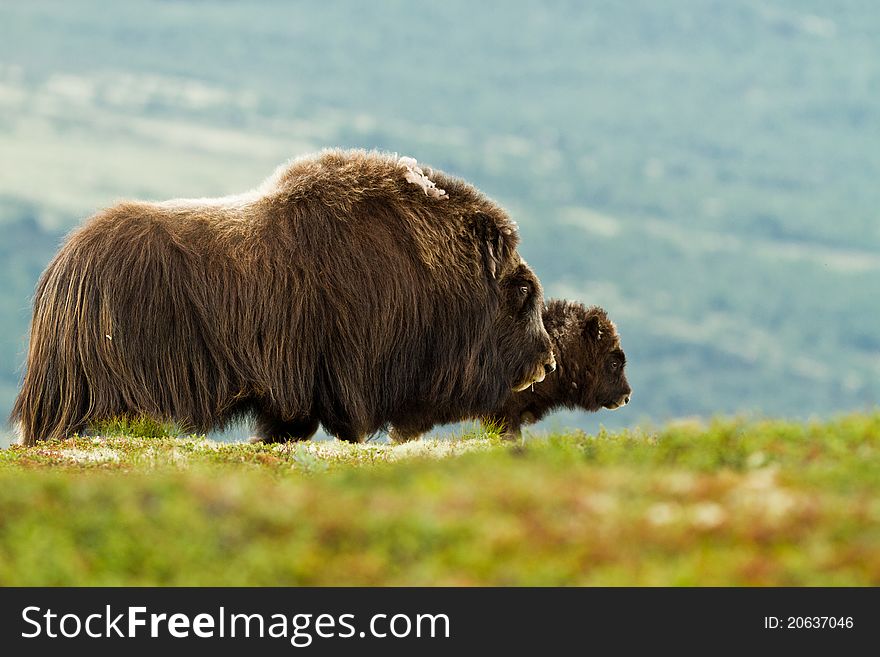 The muskox from Dovrefjell (Norway)