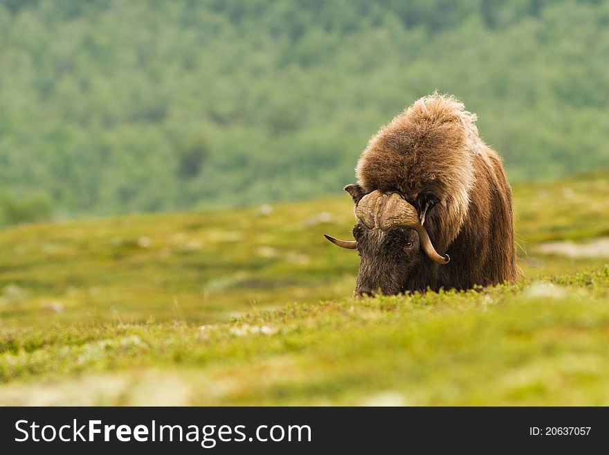 The muskox from Dovrefjell (Norway)