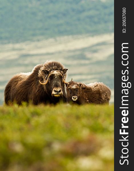 The muskox from Dovrefjell (Norway)