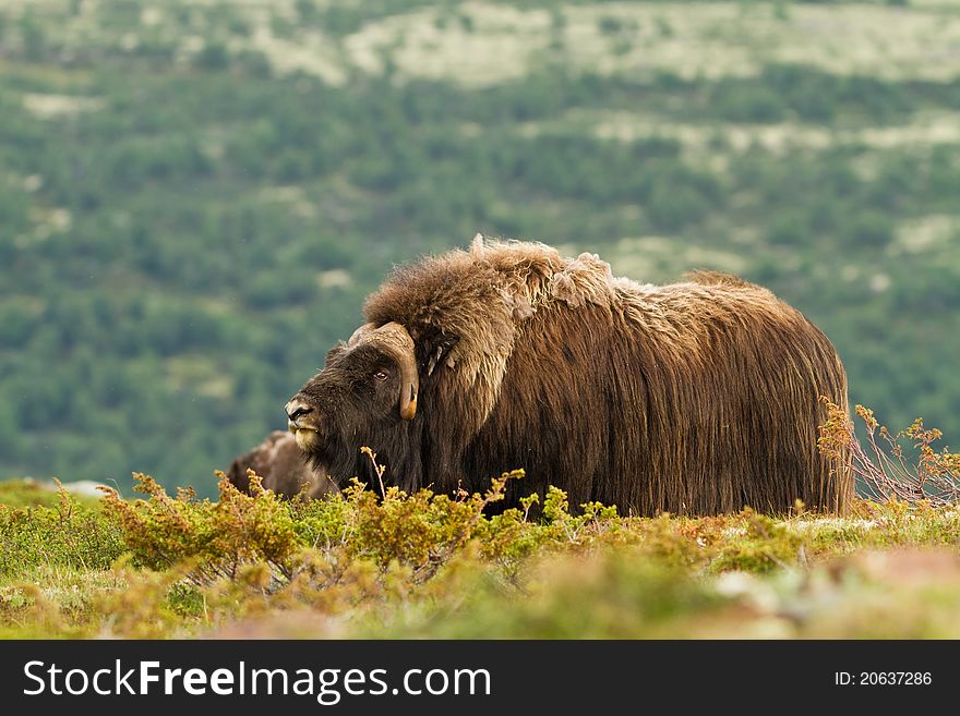 The muskox from Dovrefjell (Norway)