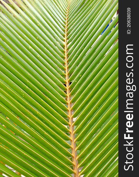 Green and yellow leaf of a palm tree