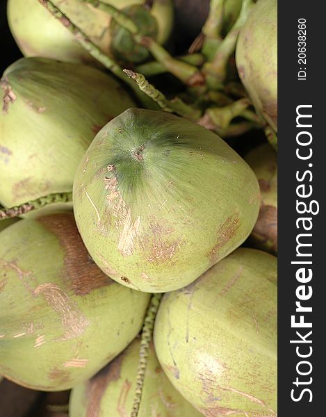 Clusters of coconuts on palm tree