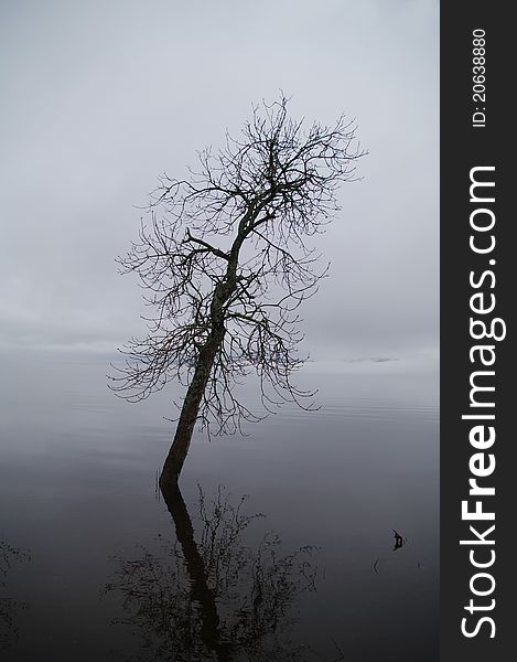 A Tree surrounded by the flood waters of the Saint John River. A Tree surrounded by the flood waters of the Saint John River