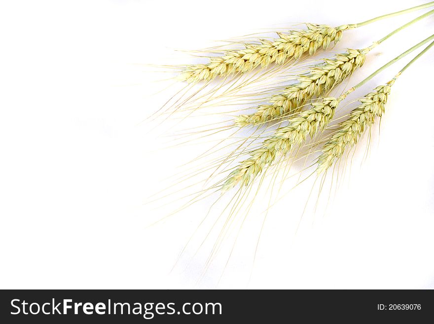 Wheat or grain against white background