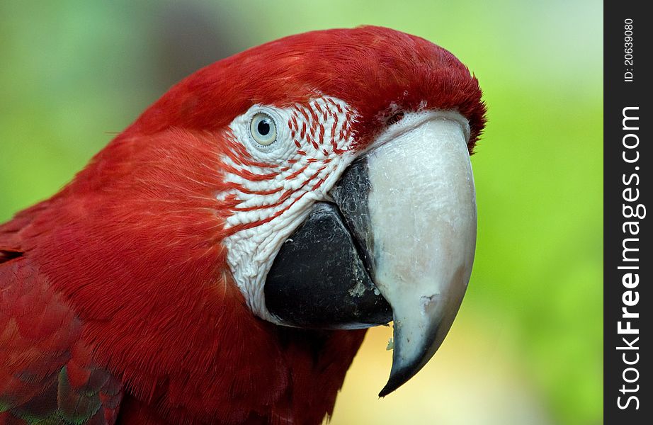 Close up of a parrot against green background. Close up of a parrot against green background