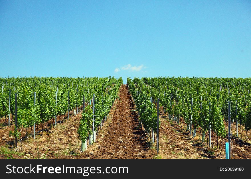 Lines of vine plants in a vineyard in Romania