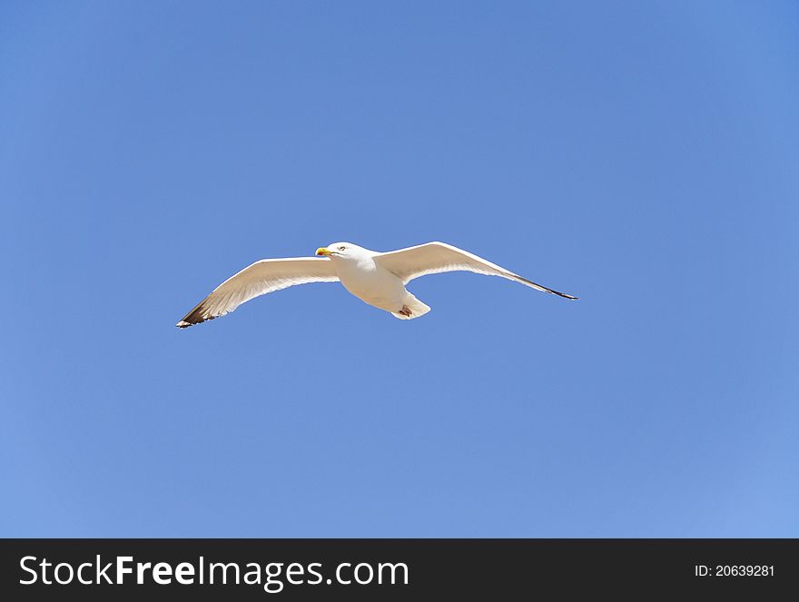 A seagull flying, blue sky background