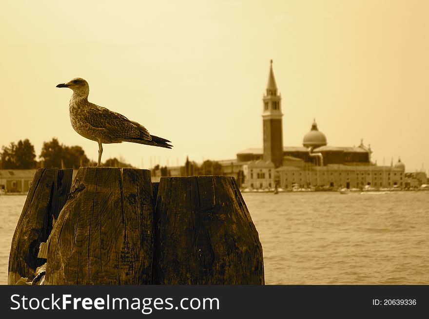 A seabird perched on an old pier post in Venice, Italy. A seabird perched on an old pier post in Venice, Italy.