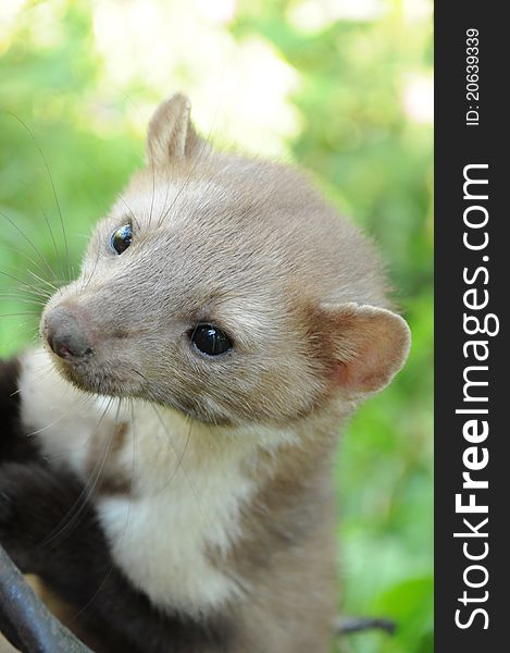 Portrait of a ferret on the nature