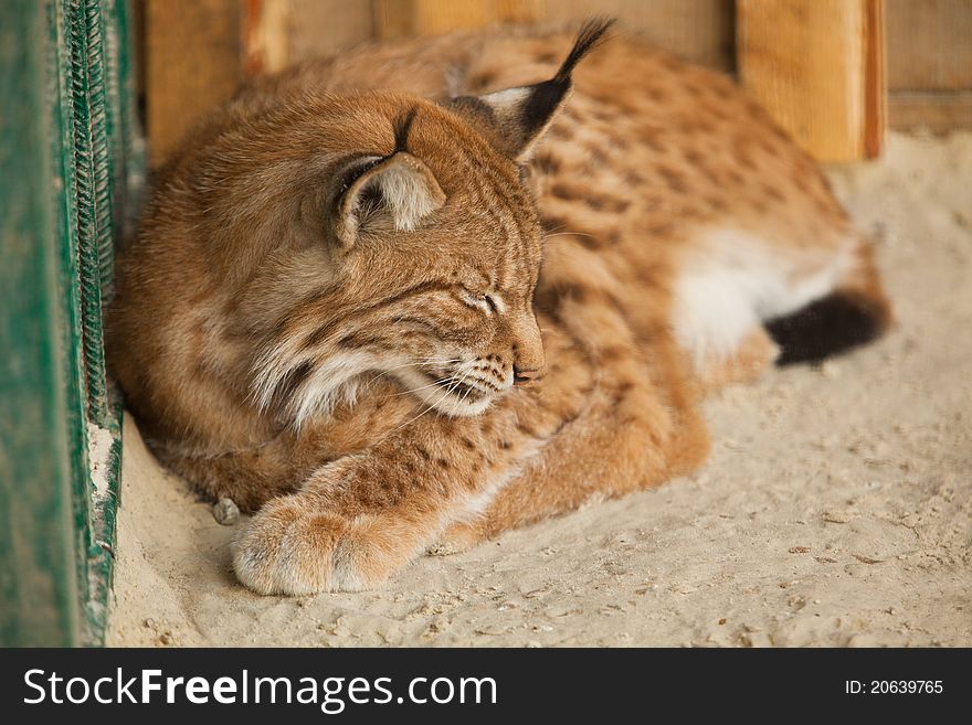 A close-up of a bobcat sleeping
