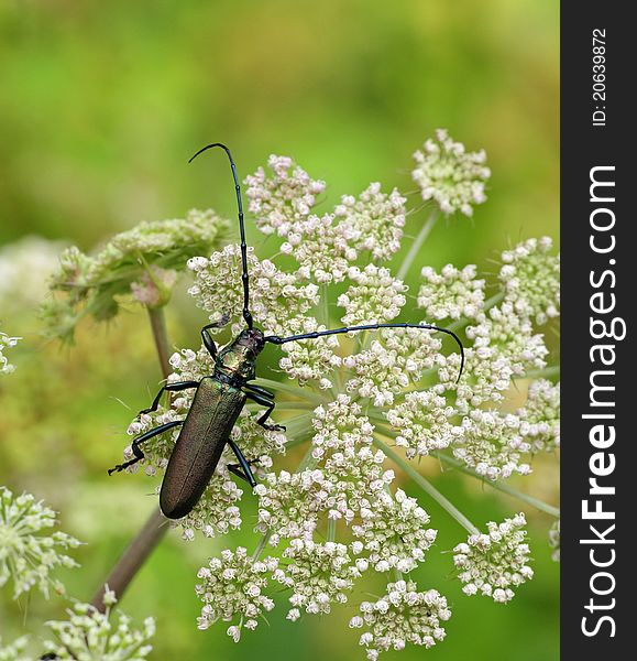 Musk beetle sitting on a plant. Musk beetle sitting on a plant