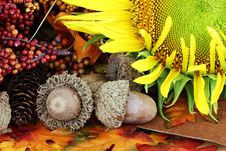 Autumn Still Life Royalty Free Stock Photography Autumn Still Life Royalty Free Stock Photography