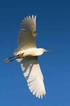 Little Egret In Flight (Egretta Garzetta) Stock Photo Little Egret In Flight (Egretta Garzetta) Stock Photo