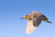 Black-Crowned Night-Heron Immature  / Nyc Stock Images