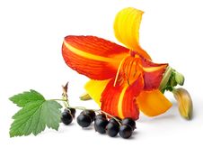 Lily And Black Currant Royalty Free Stock Photo Lily And Black Currant Royalty Free Stock Photo
