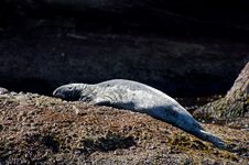 Gray Seal Royalty Free Stock Photography Gray Seal Royalty Free Stock Photography