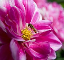 Pink Flower With Wasp Royalty Free Stock Images