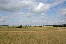 Landscape With Typical Golden Wheat Royalty Free Stock Image Landscape With Typical Golden Wheat Royalty Free Stock Image