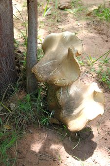 Rhinoceros Foot Mushroom Stock Photo Rhinoceros Foot Mushroom Stock Photo