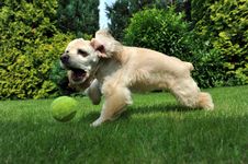 Dog With Tennis Ball Royalty Free Stock Photography Dog With Tennis Ball Royalty Free Stock Photography