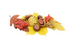 Brown Chestnut Nut Closeup Royalty Free Stock Photo Brown Chestnut Nut Closeup Royalty Free Stock Photo