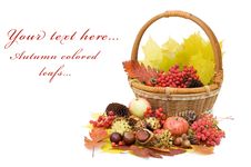 Autumn Leaves And Fruits Isolated Royalty Free Stock Photos