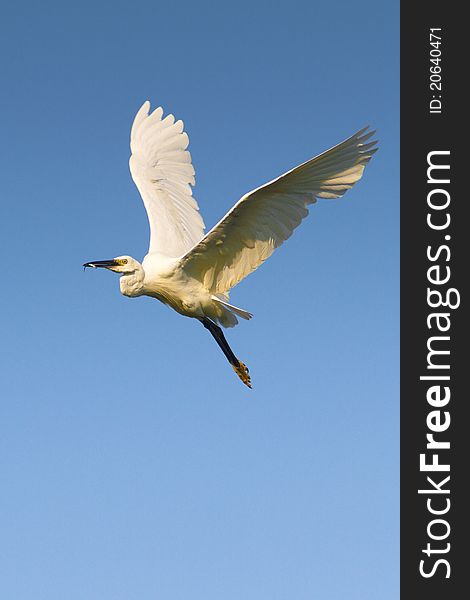 Little Egret in flight (Egretta garzetta). Little Egret in flight (Egretta garzetta)