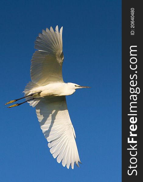 Little Egret in flight against the blue sky (Egretta garzetta). Little Egret in flight against the blue sky (Egretta garzetta)