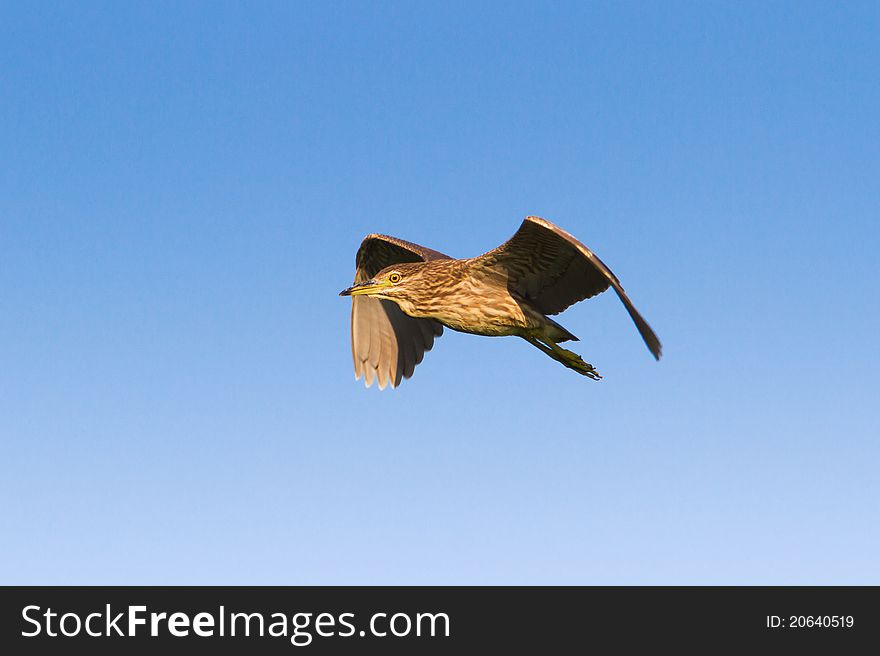 Black-Crowned Night-Heron immature in flight / Nycticorrax nycticorax. Black-Crowned Night-Heron immature in flight / Nycticorrax nycticorax