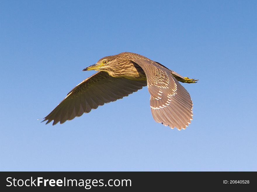 Night Heron Immature In Flight / Nyc